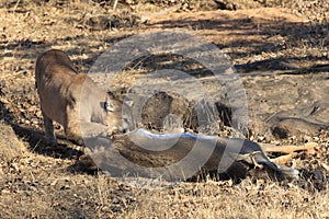 Fresh deer kill photo