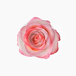 Fresh delicate rose of pink color, isolated on a white background