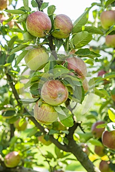 Fresh delicious apples on a tree in the garden