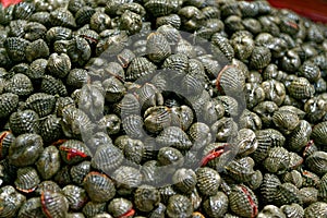 Fresh and delicious cockles