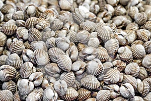 Fresh and delicious cockles background