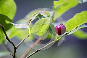 Fresh delicious huckleberry