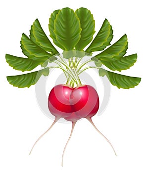 Fresh delicious radish bunch.