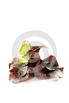 Fresh delicious red lettuce