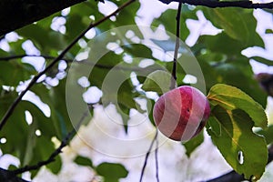 Fresh and delicious red with small yellow-green spots apple on a stick with green leaves.