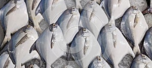 Fresh and delicious sea fish with ice cubes. Fish market and pomfret close up shot with ice. Southeast Asian sea food and fishes