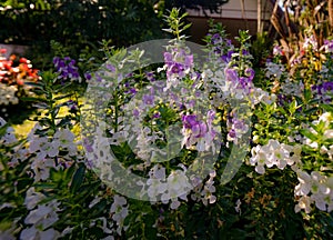 Fresh delphinium elatum flower in bloom