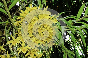 Fresh dendrobium yellow flower orchid trees with green leaves hanging on big tree. Beautiful blooming flora decoration in botany g