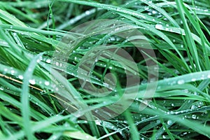 Fresh dense grass with water drops as background