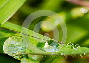 Fresh dew drops on a green grass leaf in the morning, Thailand