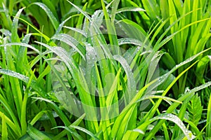 Fresh dew on a green grass closeup