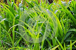 Fresh dew on a green grass closeup