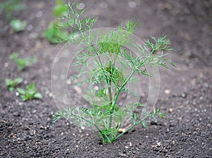 Fresh dill Anethum graveolens growing on the vegetable bed. Annual herb, family Apiaceae.  Growing fresh herbs. Green plant