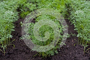 Fresh dill Anethum graveolens growing on the vegetable bed. Annual herb, family Apiaceae.  Growing fresh herbs. Green plants in