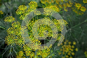 Fresh dill Anethum graveolens growing on the vegetable bed. Annual herb, family Apiaceae.  Growing fresh herbs. Green plants in