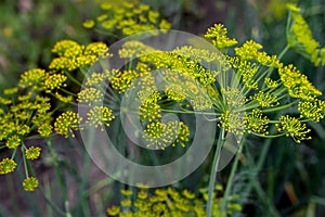 Fresh dill Anethum graveolens growing on the vegetable bed. Annual herb, family Apiaceae.  Growing fresh herbs. Green plants in