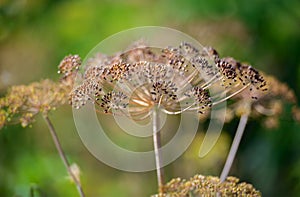 Fresh dill Anethum graveolens growing on the vegetable bed. Annual herb, family Apiaceae.  Growing fresh herbs. Green plants in photo