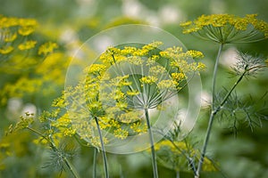 Fresh dill Anethum graveolens growing on the vegetable bed. Annual herb, family Apiaceae.  Growing fresh herbs. Green plants in