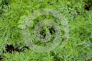 Fresh dill Anethum graveolens growing on the vegetable bed. Annual herb, family Apiaceae.  Growing fresh herbs. Green plants in