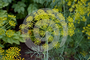 Fresh dill Anethum graveolens growing on the vegetable bed. Annual herb, family Apiaceae.  Growing fresh herbs. Green plants in