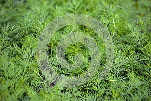 Fresh dill Anethum graveolens growing on the vegetable bed. Annual herb, family Apiaceae.  Growing fresh herbs. Green plants in