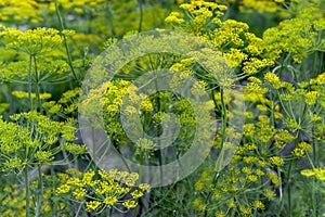 Fresh dill Anethum graveolens growing on the vegetable bed. Annual herb, family Apiaceae.  Growing fresh herbs. Green plants in photo