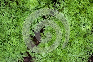 Fresh dill (Anethum graveolens) growing on the vegetable bed. Annual herb  family Apiaceae. Growing fresh herbs. photo