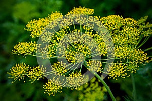 Fresh dill (Anethum graveolens) growing on the vegetable bed