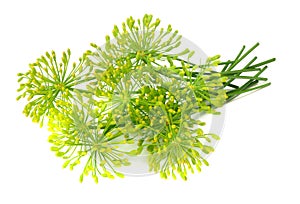 fresh dill flower isolated on white background