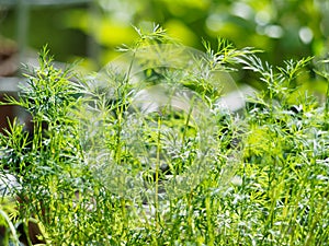 Fresh Dill in the garden close-up.