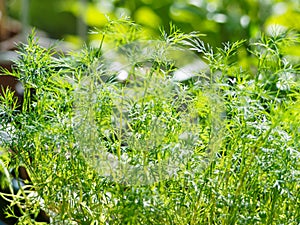 Fresh Dill in the garden close-up.