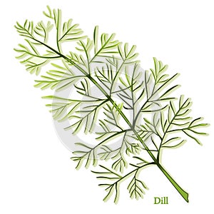 Fresh Dill Herb