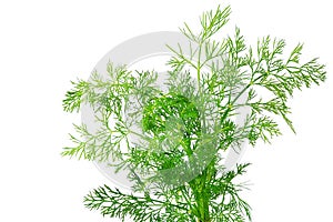Fresh dill herb
