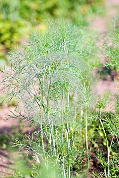 Fresh dill herb .close up.