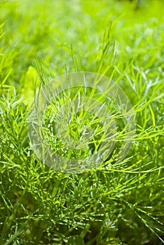 Fresh dill herb.close up