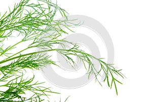 Fresh dill herb isolated .close up