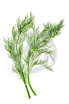 Fresh dill herb leaves. food ingredient
