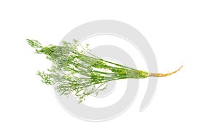Fresh dill isolated