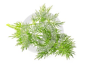 Fresh dill isolated on background