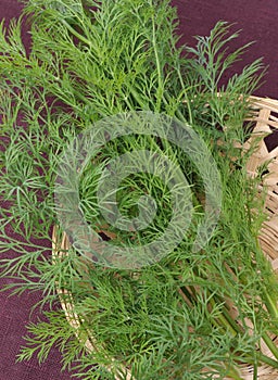 Fresh dill on the kitchen table