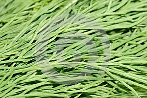 Fresh Dill Macro