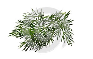Fresh dill on wite background photo