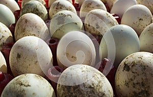 Fresh and dirty duck eggs in plastic tray from farm in Southeast Asia