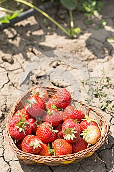 Fresh dirty strawberries in the basket in the strawberry field.