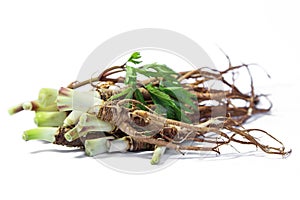 Fresh Quai or female ginseng root, Chinese herbal medicine.