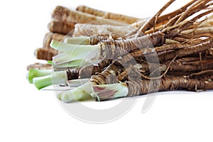 Fresh Quai or female ginseng root, Chinese herbal medicine. photo