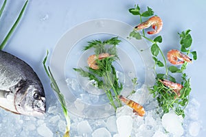 Fresh dorada fish with ice and shrimp on a blue background. Composition of dorada under water