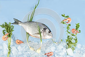 Fresh dorada fish with ice and shrimp on a blue background. Composition of dorada under water