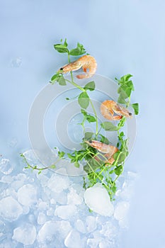 Fresh dorada fish with ice and shrimp on a blue background. Composition of dorada under water