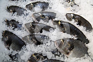 Fresh Dorado fish chilled against a background of white ice. Seafood